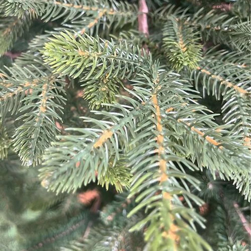 Albero di Natale National in PE e PVC – H 240 cm